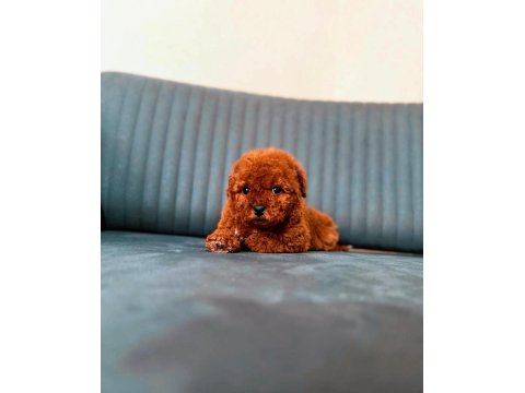 Toy Poodle 65 Günlük