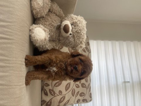 Maltipoo Yavruları 3 Aylık