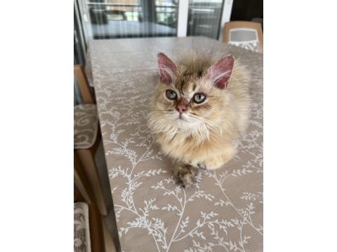 British Longhair Ny25 Black Golden Erkek Yavrumuza Yuva Arıyoruz