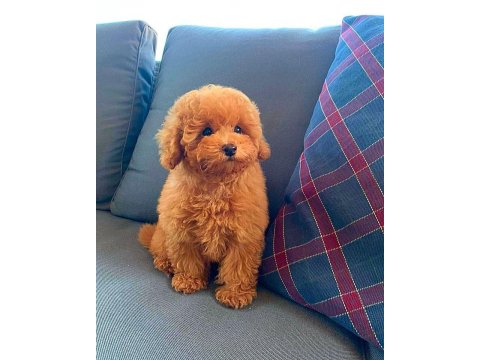 Irk Garantili Toy Poodle Yavruları