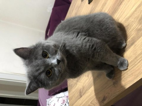 British Shorthair Kedimi Mecburiyetten Sahiplendiriyorum