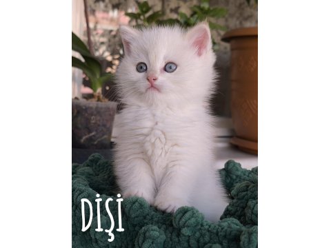 British Safkan Dişi Yavru-Golden Point