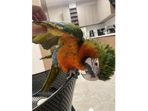 Hybrid Macaw Papağanı Eğitimli Uysal