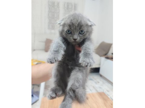 Yavru Kedilerimiz Yeni Yuvaları İçin Hazır