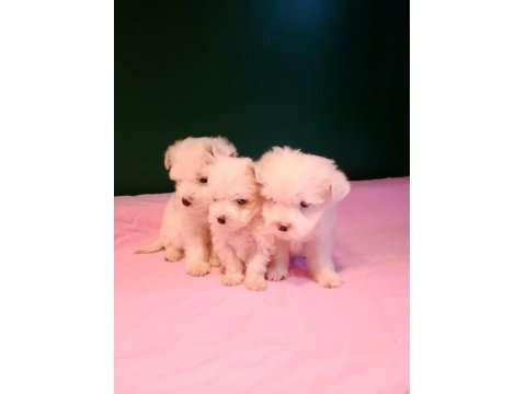 Kusursuz Maltese Yavru Köpeklerimiz