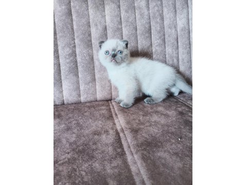 Sağlıklı Ve Safkan Scottish Fold Yavruları