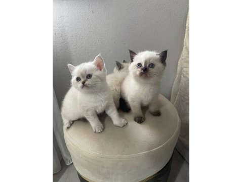 Chocallette Point British Shorthair