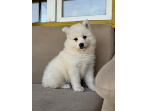 Bembeyaz Güzellik Safkan Samoyed Yavrusu