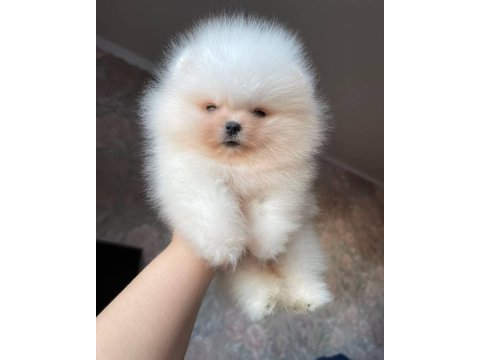 Teddy Bear Pomeranian Yavruları