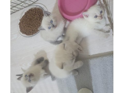 British Shorthair Blue Point Bebişler