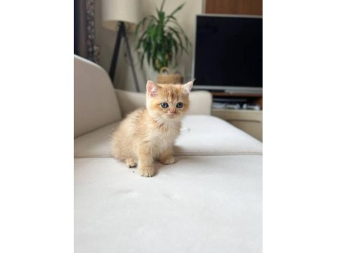 Harika Renk British Longhair Bebekler