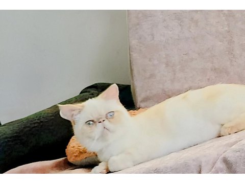 Kedimize Aile Olabilir Misiniz?