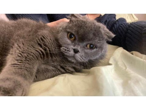 Acil Ücretsiz Sahiplendirme British Shorthair