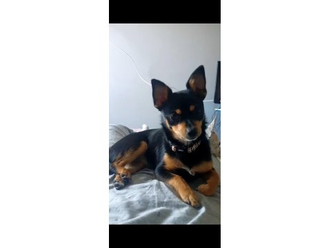 6 Aylık Dişi Chihuahua Yavrusu