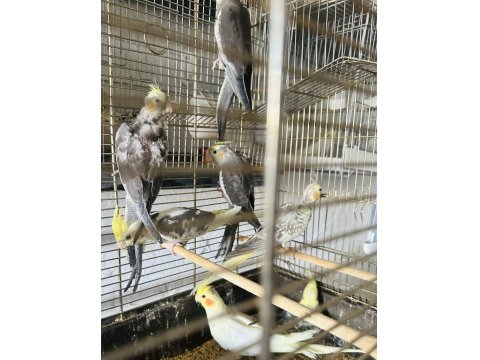 Sultan Papağanlar Toplu Ya Da Adetli Olarak Sahiplendirilecektir