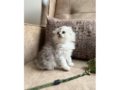 Wcf Kayıtlı Scottish Fold Longhair - Özel Üretim Yavru
