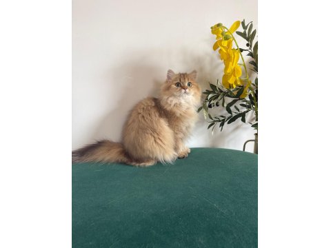 British Longhair Kızlar