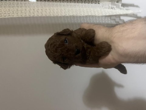 Red Brown Toy Poodle