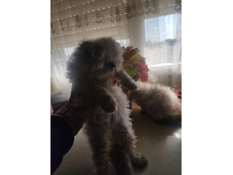 Ev Sıcaklığında Safkan Himalayan Persian Yavrular