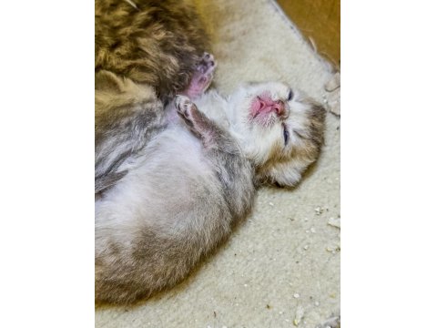 24 Şubat Doğumlu Silver - Golden - Lilac Dişi Kediler