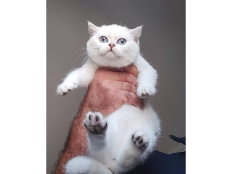 British Shorthair Kedisi Yavruları