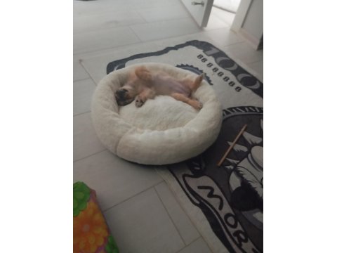 3 Aylık Dişi Pekinez