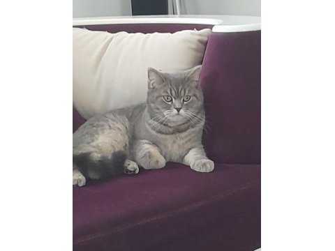 British Shorthaır Dişi (Ücretsiz)