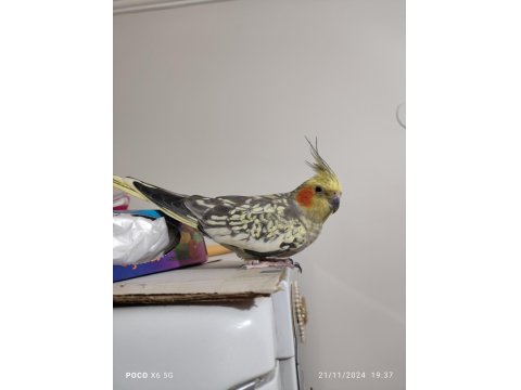 Ev Bakımlı Temiz Eş Kuşlar