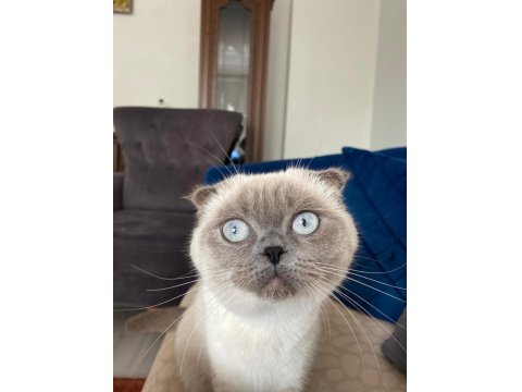 Dişi Kedimiz Yeni Yuvasını Arıyor