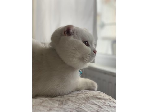Beyaz Scottish Fold Kedimiz