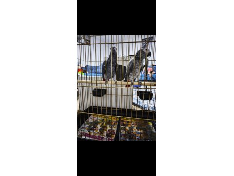 Damızlık Jako Papağanı Çifti