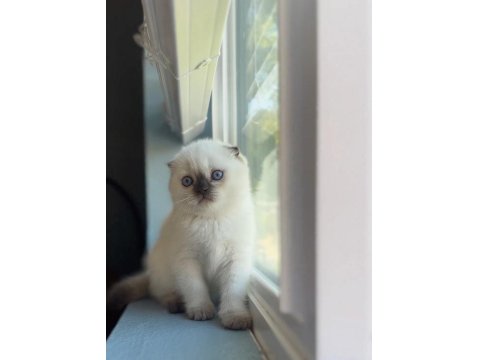 Şık Bluepoint Scottish Fold Shorthair Yavrumuz