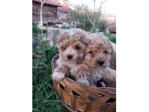 Sağlıklı Maltipoo Yavrular
