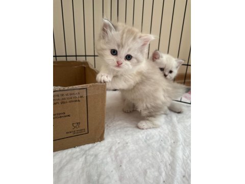 British Longhair-Shorthair Ve Scottish Fold Yavrular