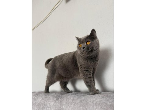 Güzel British Shorthair Kızlarımız