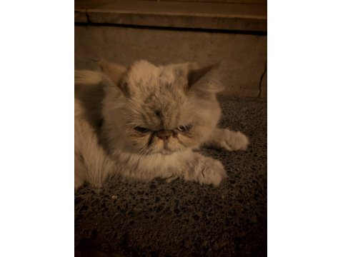 Sokağa Terk Edilmiş Evcil İran Kedisi