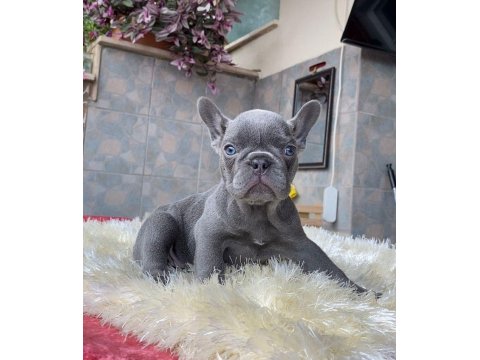 Egzotik Blue French Bulldog Yavrularım Rezerveye Açık
