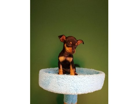 Sevgililer Gününe Özel Mini Pinscher Bebeklerimiz