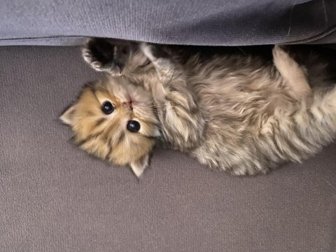 5 Adet British Yavrularımız