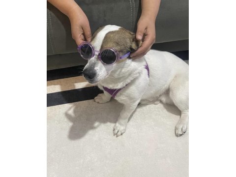 1 Yaşında Jack Russell