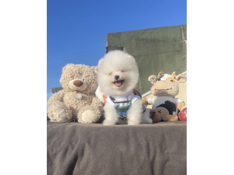 Ayı Surat Pomeranian Boo Yavrular