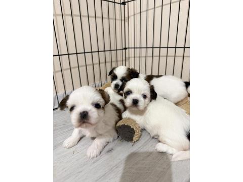 Kendi Shih Tzu Yavrularımız