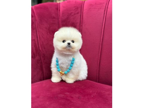 Safkan Pomeranian Yavru Köpekler