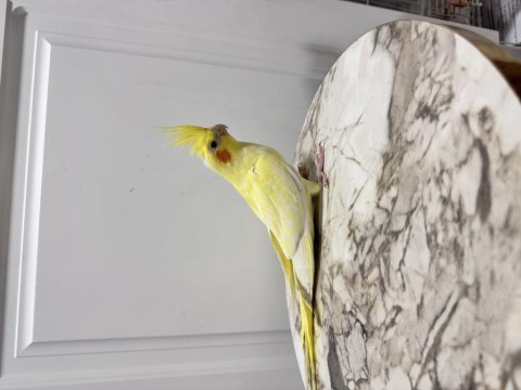 Sultan Papağanı Yavruları Sahiplendirilecek (₺)