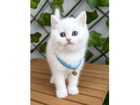 Kar Beyazı Dişi Ve Erkek British Shorthair