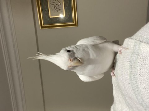 Albino Dişi Sultan Papağanı Evcil Uysal Ele Omuza Geliyor