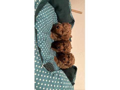 Kore Kan Poodle Bebeklerimiz