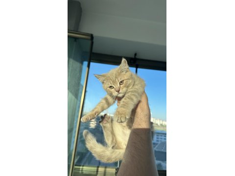 2 Tane Çok Güzel British Kediler Sahiplerini Bekliyor