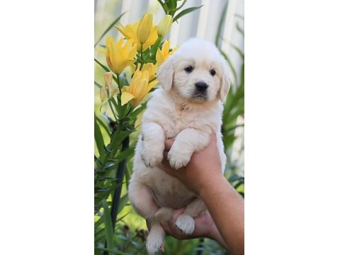 Sevimli Golden Retriever Yavrularımız
