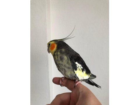 Erkek Sultan Papağanı 2 Yaşında Sağlık Sorunu Yok